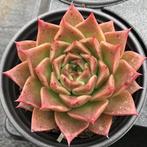红曼巴多肉植物一物一拍  新品东云系多肉植物【雪狼多肉】