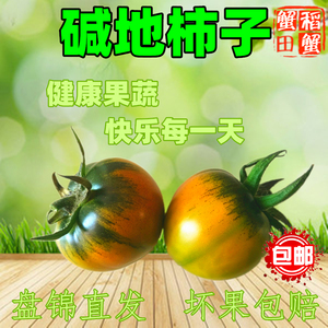 【盘锦碱地柿子】新鲜脆甜水果番茄草莓鹰爪铁皮西红柿子市子绿腚