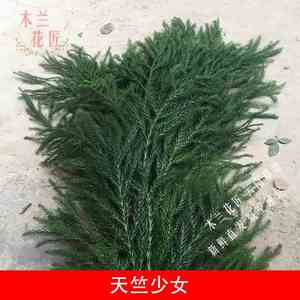 天竺少女鲜花