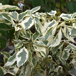 【灯台树】灯台树品牌,价格 - 阿里巴巴