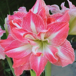 12月发货 荷兰进口朱顶红 美丽女神/美丽仙女 三个包邮