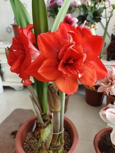 荷兰朱顶红种 球皮开裂 国王 双王 双皇 规格34-36 三个包邮