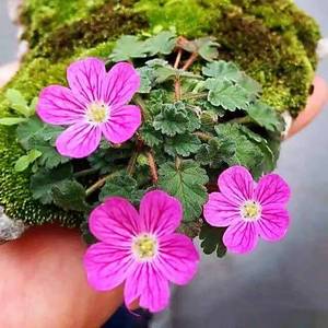 禾沐园艺家 日本姬风露草  大盆成苗  小盆景素材植物 山野草