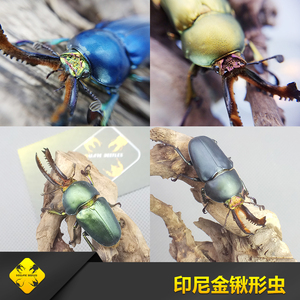 906人付款淘宝中扁锹甲幼虫