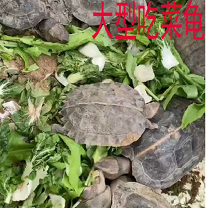 大型陆养吃菜龟活体特大乌龟宠物素食旱地巨型爬行龟下蛋繁殖大龟
