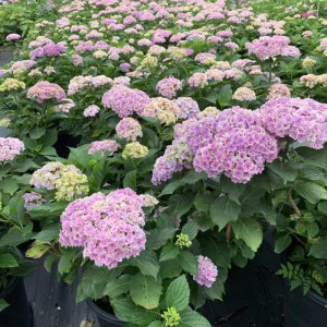 旭裳花卉 绣球大苗无尽夏罗斯奇妙仙子太阳神殿庭院花园好养花卉