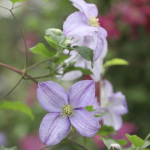 旭裳花卉 铁线莲红星 琉璃 小美人鱼吉纳斯野火阳台庭院爬藤植物