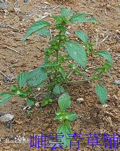 野生中草药 铁苋 玉碗捧真珠 海蚌含珠 蚌壳草 叶里含珠99/500g