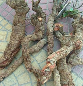 野生中草药 酸藤根 十八症 入地龙 麻骨风 黑风藤 三酸藤咸酸甜根