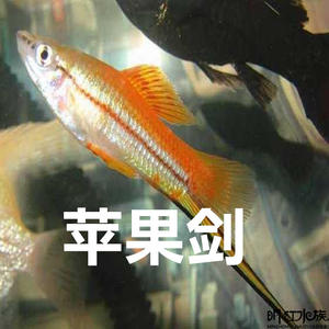 苹果剑红剑朱砂剑红剑鱼红箭鱼热带鱼观赏鱼5-6公分杭州明红水族
