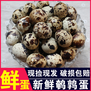 【顺丰包邮】农家新鲜鹌鹑蛋70枚鹌鹑蛋生鹌鹑蛋鸟蛋生鹌鹑蛋一箱