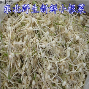 东北新鲜野生山野菜 小根菜大脑瓜嘣蹦小根蒜山菜500g2份包邮