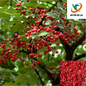 山胡椒花椒树