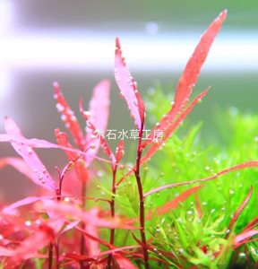 ada红水蓼紫艳柳中后景红色水草自养水下叶草缸造景无需co2