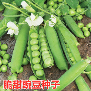 甜脆豌豆种子豌豆种籽阳台四季蔬菜高产大荚青碗豆种籽大粒包邮