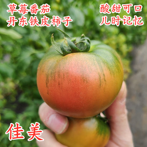 草莓番茄种子铁皮柿子油柿子特色绿肩绿腚西红柿种籽种苗包邮佳美