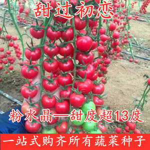 樱桃番茄种子圣女果种籽小西红柿口感好产量高四季蔬菜包邮粉水晶