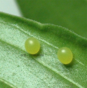 夹竹桃天蛾 活体 蛾幼虫 蛾卵 蛾蛹 毛毛虫 蚕宝宝 糖宝 蚕卵