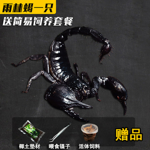 雨林蝎超大无毒