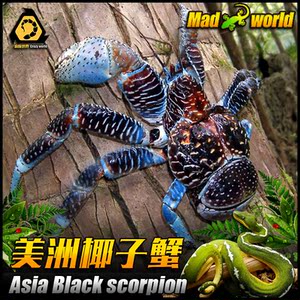 美洲椰子蟹活体 观赏螃蟹 宠物寄居蟹活体 陆地淡水蟹宠物 包活