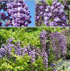 日本紫藤:八重黑龙wisteria floribunda yae-kokuryu