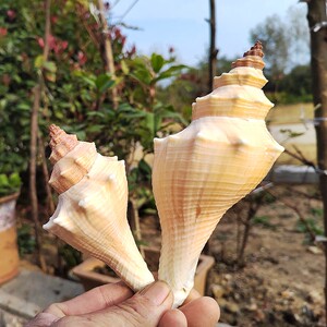天然长香螺密宗法螺道士号角吹号切割吹音老海螺佛家供奉海螺贝壳