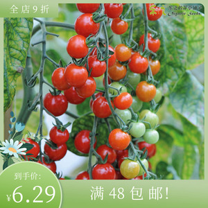 进口樱桃番茄种子 甜开胃酒 Tomato无限生长庭院盆栽小西红柿水果