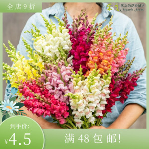 进口切花金鱼草种子合集 Snapdragon 四季阳台庭院盆栽花卉鲜花