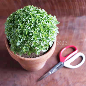 进口希腊罗勒种子 矮生细叶香草 四季多年生盆栽可食用装饰芬香