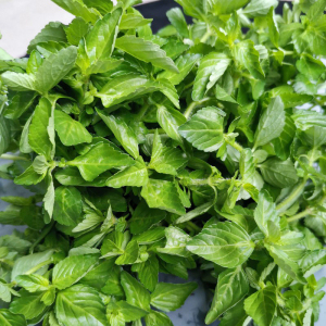 包邮2斤云南德宏野菜水薄荷特产傣味麻章那香香草新鲜蔬菜水香菜