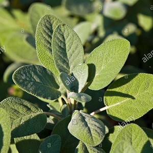 谢谢小花 巴格旦鼠尾草 银叶观叶盆栽 可食用香草多年生耐寒植物