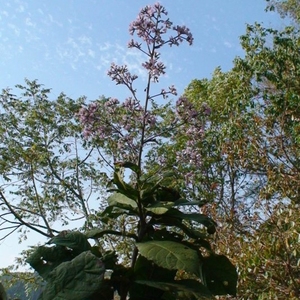 云南中草药 中医 镇心丹 大红花远志 大发散菊科斑鸠菊属 斑鸠菊