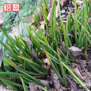 云南中草药材中医抓药 树葱 石葱 蜈蚣草 毛兰 野生岩葱100克包邮