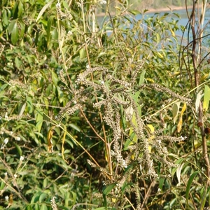 云南中草药驳骨丹独叶埔姜白鱼号白花洋泡醉鱼草白背枫野生七里香