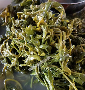 云南特产野菜野生