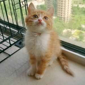 中华田园猫幼猫狸花猫幼崽桔猫活体宠物猫咪短毛橘猫活物土猫家猫