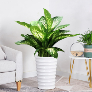 花叶斑马万年青甲醛克星净化空气室内客厅办公室高档观叶绿植盆栽