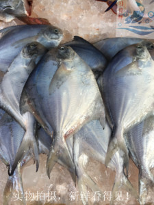 新鲜野生白鲳鱼鲳鱼白枪鱼银鲳燕子鲳平鱼扁鱼500g【日日鲜】海鲜