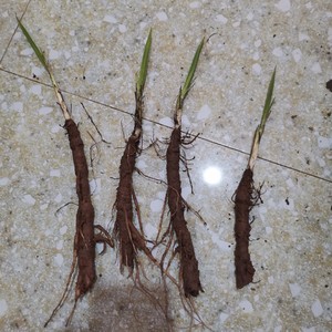 独角仙茅,野生中药材,新鲜仙茅苗又名地宗根苗500g