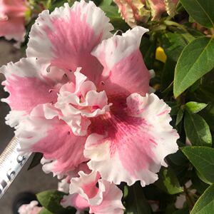 丹东杜鹃花老品种花四海波白四海波 杜鹃 枝嫁接老八种特八种带花