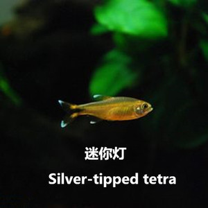 迷你灯灯科鱼