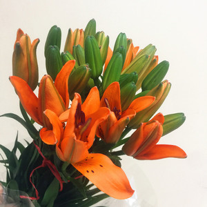 金百合亚洲百合鲜花上海同城速递无香家用瓶插花江浙沪皖顺丰包邮