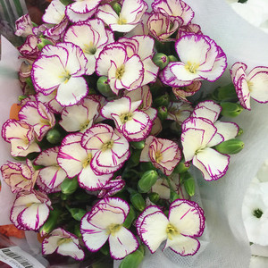 蝴蝶康多头康乃馨鲜花速递上海同城江浙沪皖两扎包邮家用瓶插花