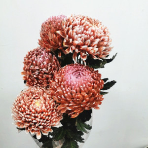 牡丹菊大菊鲜切花染色上海鲜花速递家用艺术插花江浙沪皖两扎包邮