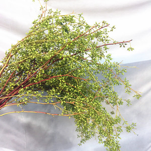 小米果尤加利果子鲜花速递上海同城家用江浙沪皖两扎包邮可做干花