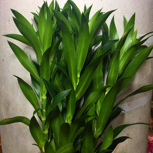 富贵百合竹-淘宝拼多多热销富贵百合竹货源拿货 - 阿里巴巴货源