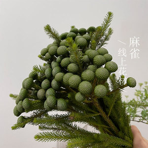 绿珊瑚 南非绿色小珊瑚果枝 可制干花鲜花鲜切花 家居布置用顺丰