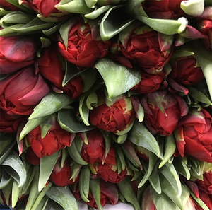 进口重瓣郁金香鲜花