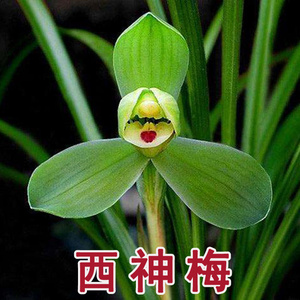 春兰西神梅带花苞浓香花期长春节左右来花