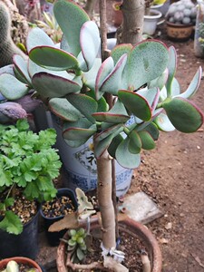 轮回花月厚叶蓝鸟多肉老桩植物唐朝多肉阳台客厅绿植花卉观赏盆景